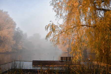 Photo of a bench in park while foggy weather in autumnの写真素材