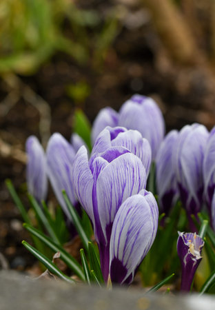 Closeup or macro of purple flowers during spring season