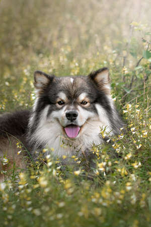 Portrait of a young Finnish Lapphund dog sitting outdoors in flowers and grassの写真素材