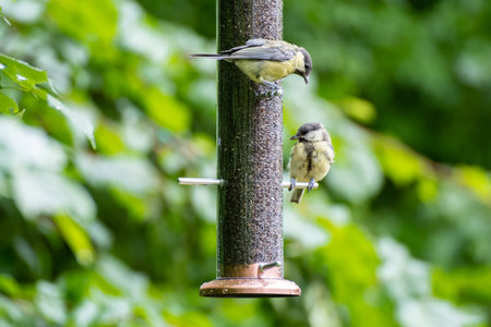 Great tit bird on a bird feeder outdoors in summer