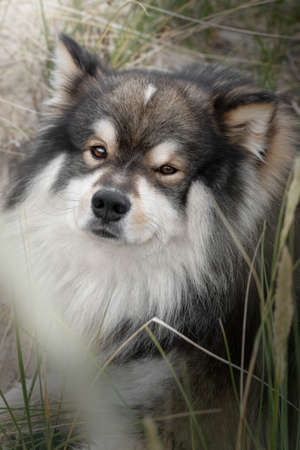 Portrait of a young Finnish Lapphund dog outdoorsの写真素材