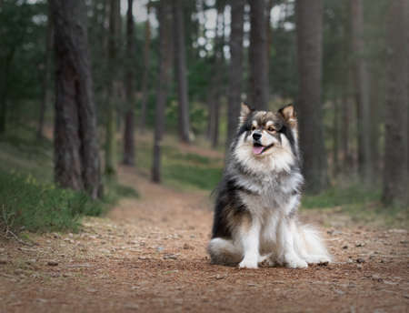 Portrait of a young Finnish Lapphund dog outdoors in forest or woodsの写真素材
