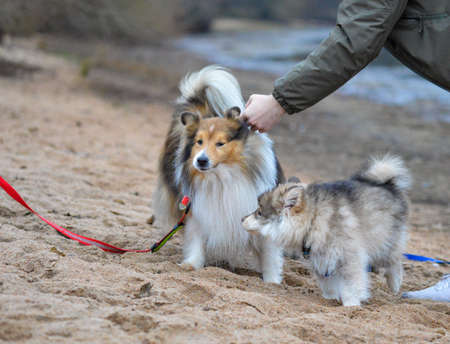 Portrait of a young Finnish Lapphund puppy and Sheltie Shetland Sheepdog on the beachの写真素材