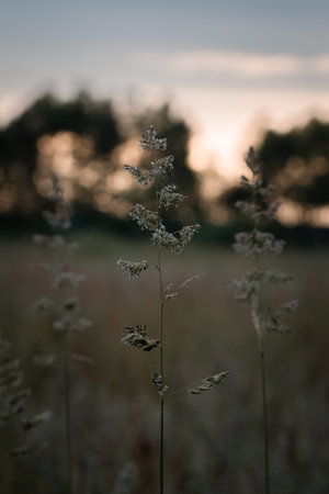 Photo of grass or plants during sunset