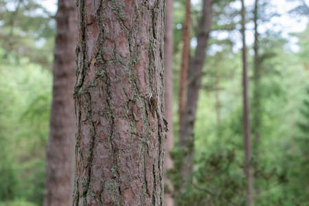 Photo of a bird on a tree in the forest or woodsの写真素材