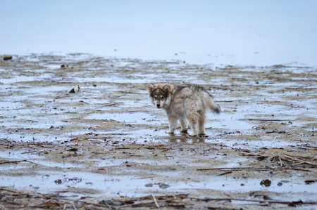 Portrait of a young Finnish Lapphund puppy on the beachの写真素材