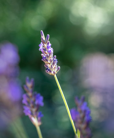 Closeup or macro of lavender flower in summerの写真素材