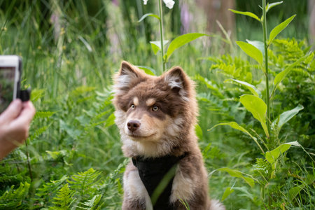 Portrait of a young Finnish Lapphund dog and puppy in green plants being photographedの写真素材
