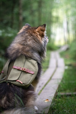 Portrait of a young Finnish Lapphund dog with backpack looking forward on a hikeの写真素材