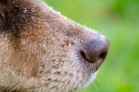 Closeup or macro of a wet nose of a Finnish Lapphund dog and puppyの写真素材