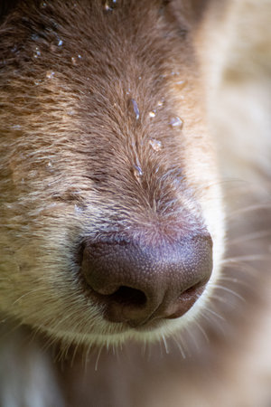 Closeup or macro of a wet nose of a Finnish Lapphund dog and puppyの写真素材