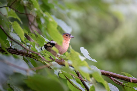 Chaffinch bird on a tree branch outdoors in summerの写真素材