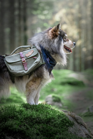 Portrait of a young Finnish Lapphund dog wearing adventure backpack and bandanaの写真素材