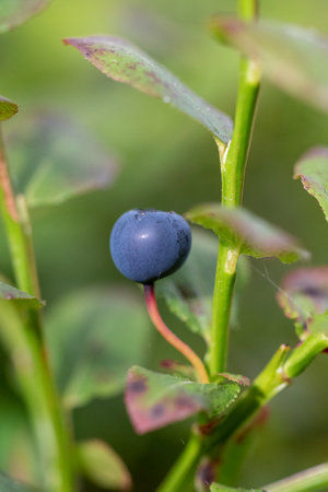 Closeup or macro of a wild blueberry in summerの写真素材