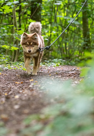 Portrait of a young Finnish Lapphund dog and puppy walking in the forest or woodsの写真素材