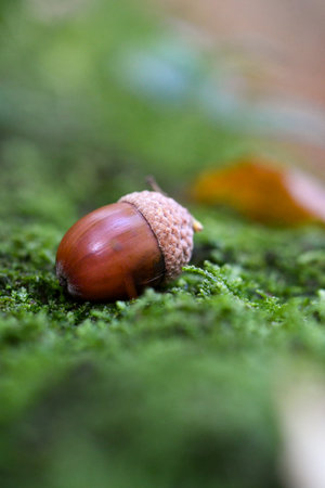 Closeup or macro of an acorn in moss in the forest or woodsの写真素材
