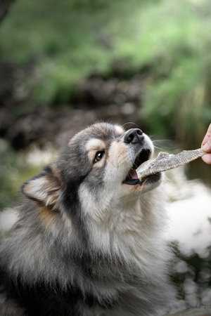 Portrait of a young Finnish Lapphund dog getting a fish treat in the forest or woodsの写真素材
