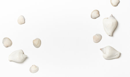 Overhead of many sea shells on white backgroundの写真素材