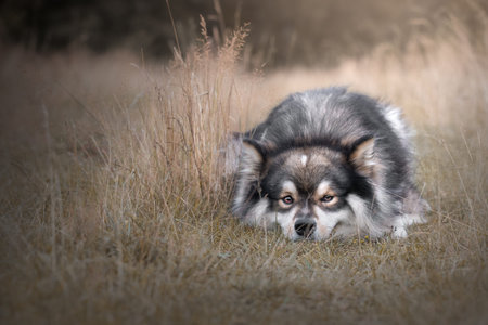 Portrait of a young Finnish Lapphund dog lying down outdoors in dry field