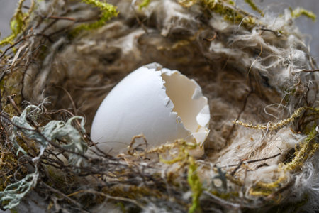 closeup or macro of a small wild hatched egg and nestの写真素材