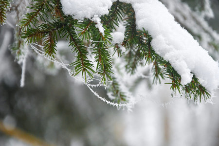 Closeup or macro of a fir tree branch covered in snow in winter season