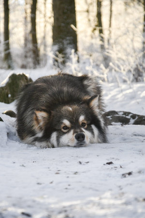 Portrait of Finnish Lapphund dog lying down outdoors in winter
