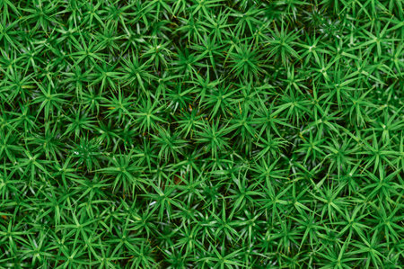 Closeup or macro of green moss in forest or woods, background and textureの写真素材