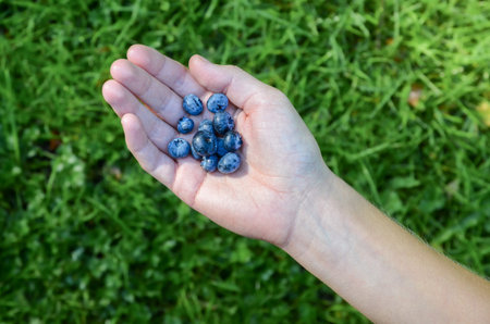 Hand holding blue blueberries in summer