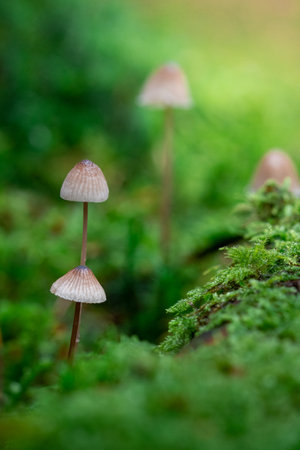 Closeup or macro of mushrooms in the forest or woods in autumn or fallの写真素材