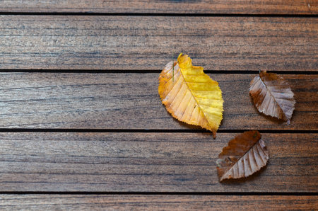 Overhead of leaves on a wooden table, backgroundの写真素材