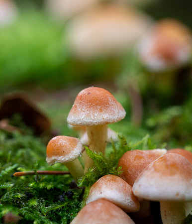 Closeup or macro of mushrooms in the forest or woods in autumn or fallの写真素材