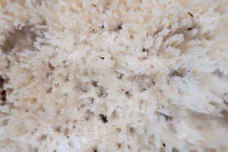Background photo of mushroom, texture and pattern
