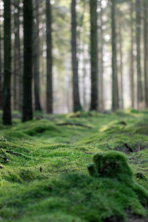Landscape photo of forest in summer during sunny weatherの写真素材