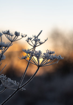 Closeup or macro of a frozen flower or plant during sunrise or sunset