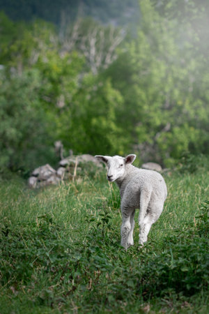 Photo of lamb in their pasture in summerの写真素材