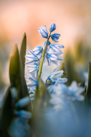 Closeup of a blue flower in spring seasonの写真素材