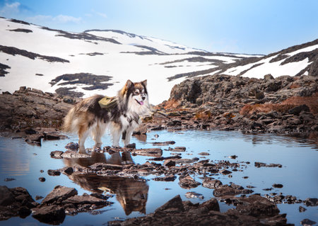 Portrait of dog standing at water at mountain topの写真素材