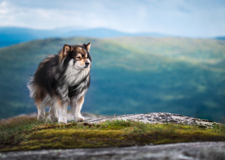 Portrait of Finnish Lapphund dog standing on top of a mountainの写真素材