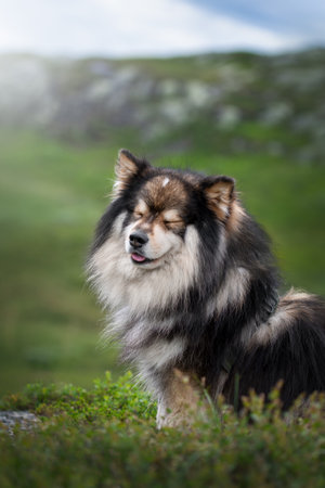 Portrait of happy Finnish Lapphund dog in spring or summerの写真素材