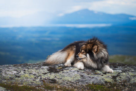 Portrait of Finnish Lapphund dog lying down in mountainsの写真素材