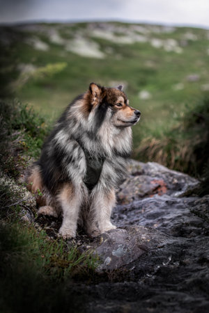 Portrait of Finnish Lapphund dog in mountainsの写真素材