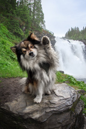 Portrait of Finnish Lapphund dog waving in front of waterfallの写真素材