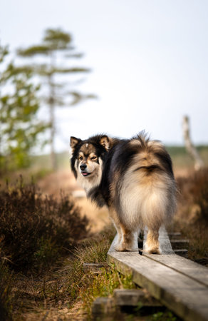 Portrait of a Finnish Lapphund dog from behind