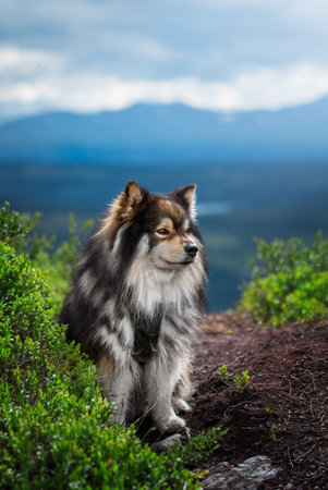 Portrait of a Finnish Lapphund dog sitting in the mountains