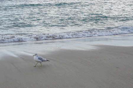 A ring-billed gull (Larus delawarensis) leaves footprints in the sand on the beach at Rockaway Park, Queens, New York. The beach is on the Atlantic Ocean.の写真素材