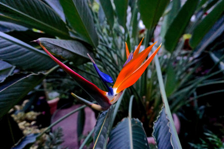 Bird of Paradise (Strelitzia reginae) in an indoor garden.