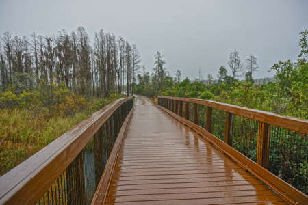 Okefenokee National Wildlife Refuge, Georgia, USA: Boardwalk leading to the Observation Tower in the 402,000âacre Okefenokee National Wildlife Refuge, on a rainy day.の写真素材
