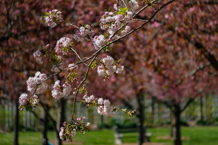 Closeup of cherry blossoms in full bloom at the Brooklyn Botanic Garden, New York City.の写真素材