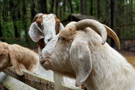 Brown and white domestic goats line up along a fence at a small farm in suburban Delaware, USA.の写真素材