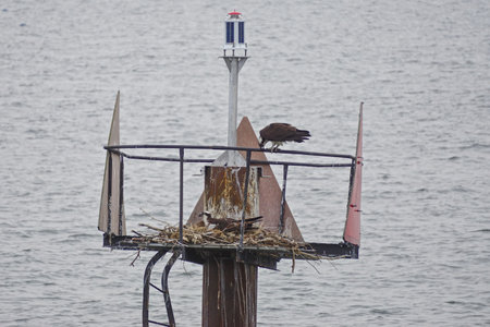 Two ospreys at their nest on a channel marker in the Chesapeake Bay. The osprey (Pandion haliaetus) â is also called sea hawk, river hawk, and fish hawk.の写真素材